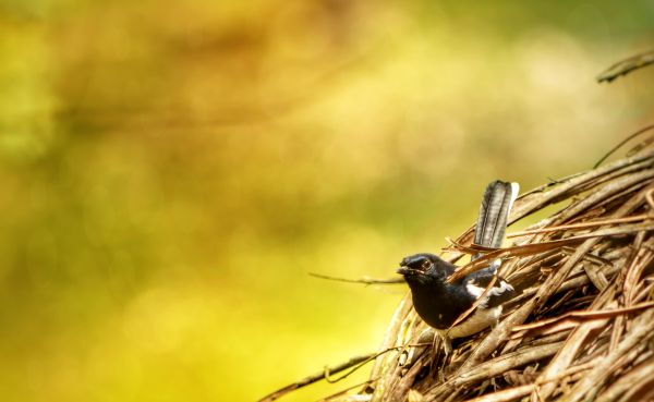 pohon, alam, cabang, burung, hutan, rumput