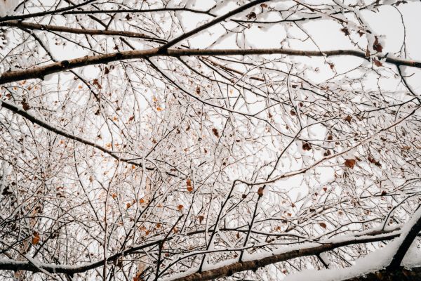 arbre, la nature, branche, fleur, neige, du froid