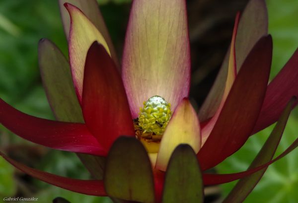 nature,blossom,plant,flower,petal,macro