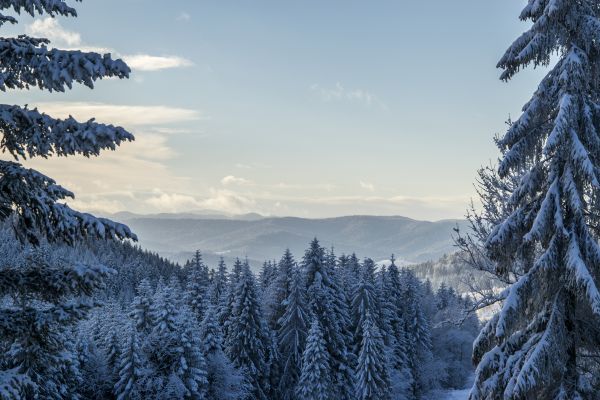 landskap, tre, natur, skog, villmark, gren