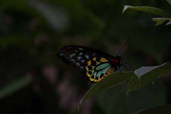 自然, 翼, 葉, 花, 野生動物, 緑