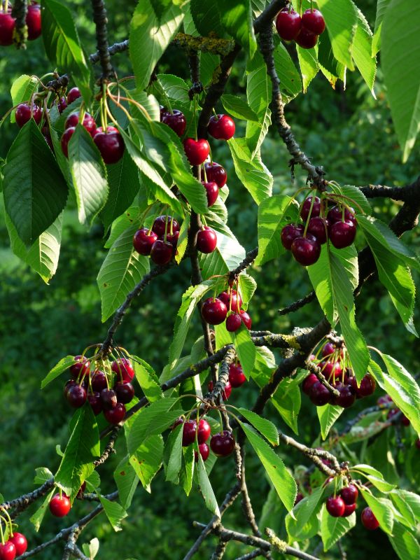 Baum, Ast, Pflanze, Frucht, Beere, Wiese