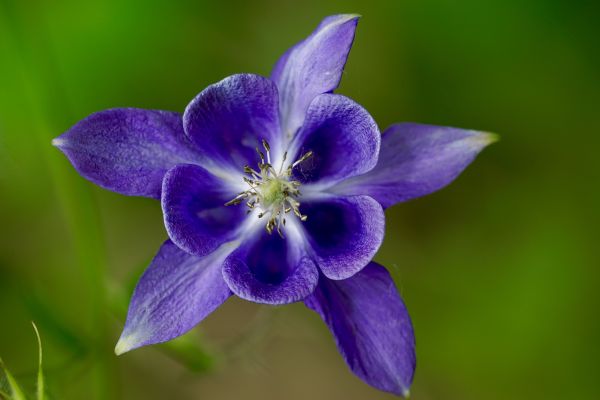 natur,blomma,växt,blomma,lila,kronblad