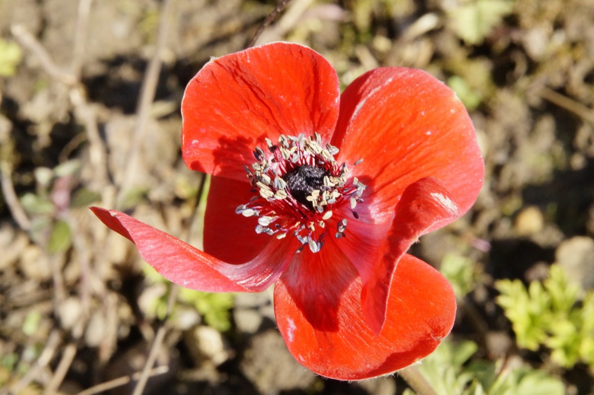 blomst, plante, blomst, kronblad, flor, forår, rød, botanik, have, tæt, flora, vilde blomster, wildflower, tæt på, smuk, valmue, anemone, coquelicot, makrofotografering, blomstrende plante, jord plante, valmue familie, calochortus