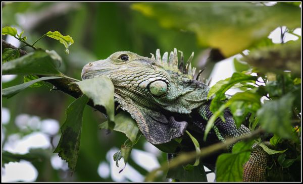 wildlife,green,branch,warm,house,leaf