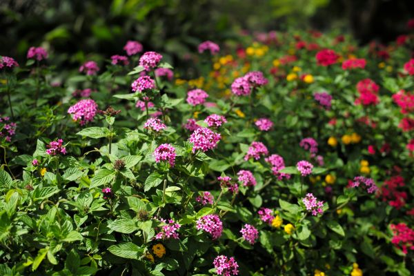 prado,flor,Bokeh,planta,viajar,arbusto