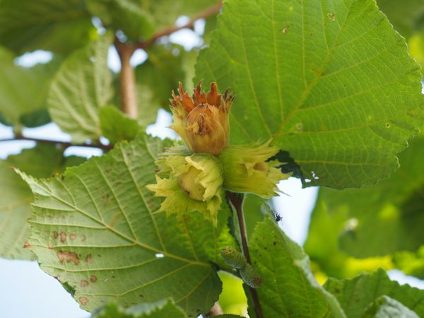 boom,natuur,bloesem,fabriek,fruit,blad