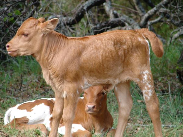 természet, fű, mező, Farm, rét, vidéki táj