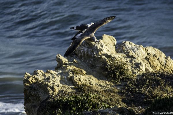 mar,costa,Rocha,oceano,pássaro,animais selvagens