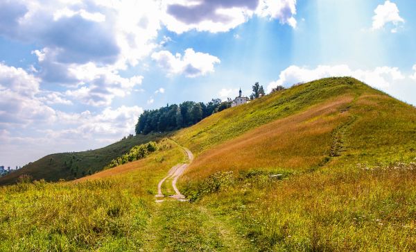 landskap,natur,gress,villmark,tre,skog