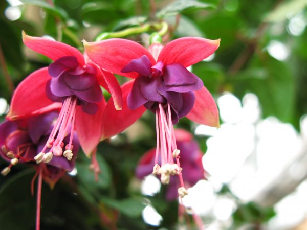 fleur, plante, fleur, violet, pétale, feuille