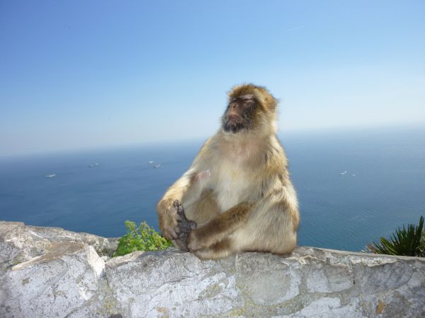 mare,roccia,natura,scimmia,fauna,Gibilterra