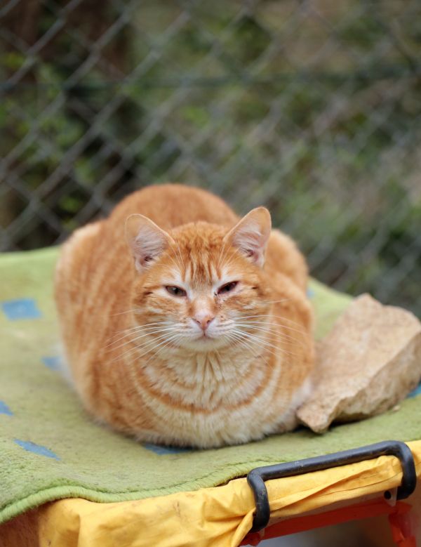 de plein air,France,L'Europe ,chat,Canon,la nature