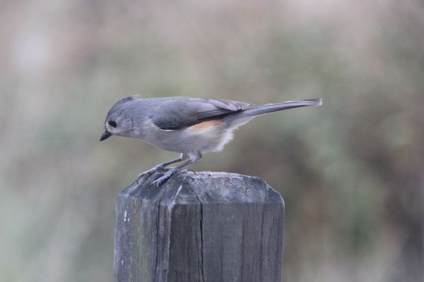 natuur,vogel,vleugel,dier,wildlife,winter