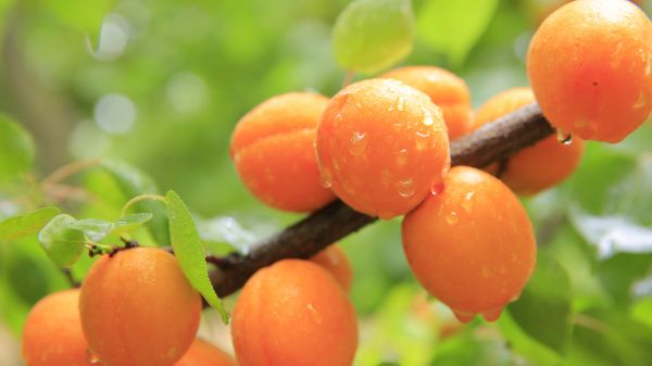 branch,plant,fruit,rain,flower,food