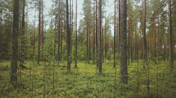 Baum,Wald,draussen,Sumpf,Wildnis,Ast