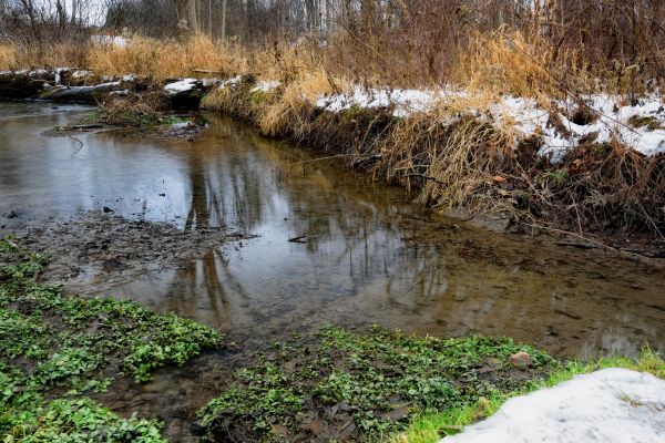 landschap, water, natuur, kreek, boom, wildernis