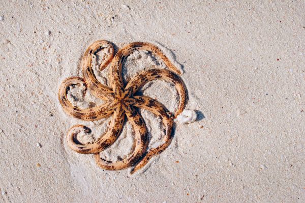 sand,starfish,food