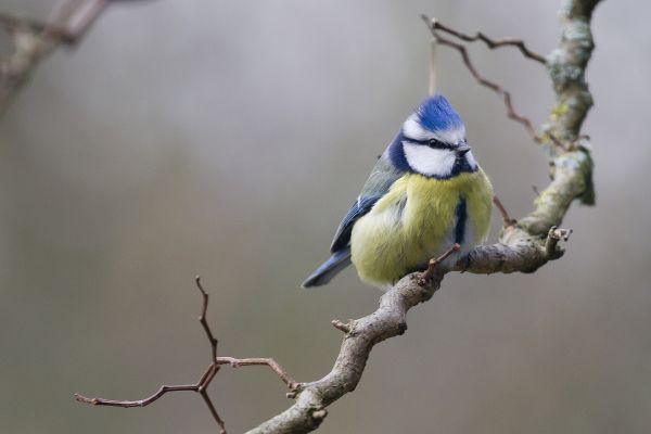 natur,gren,fågel,vinge,djur-,vilda djur och växter