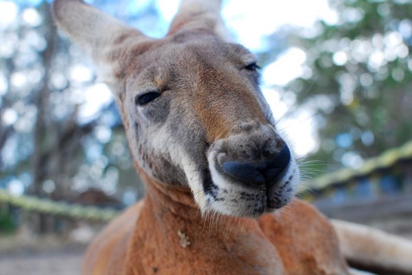 野生動物,動物園,哺乳類,動物相,カンガルー,脊椎動物