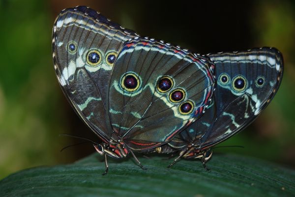 Polillas y mariposas, mariposa, insecto, invertebrado, Cepillo de mariposa footed, polilla