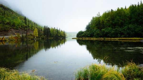 paesaggio,albero,acqua,natura,foresta,natura selvaggia