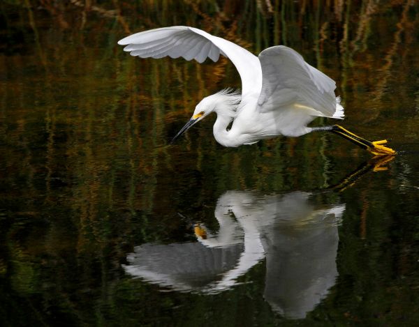 agua,naturaleza,pájaro,ala,fauna silvestre,reflexión