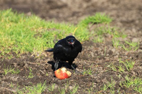 természet, madár, vadvilág, fekete, fauna, varjú