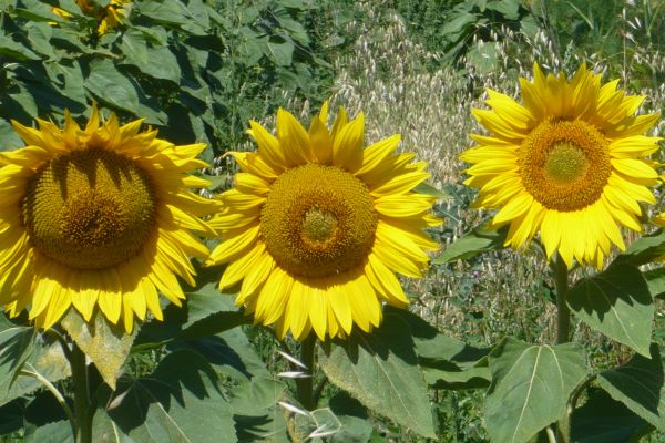 Natur,Pflanze,Sonne,Feld,Blume,blühen