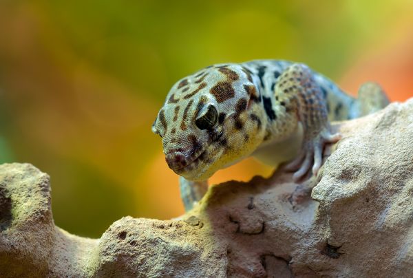 natur,fotografi,djur-,vilda djur och växter,Zoo,biologi