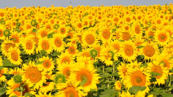 pianta,campo,fiore,giallo,fiore giallo,girasole