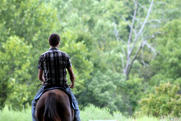 uomo,erba,persone,azienda agricola,prato,ragazzo