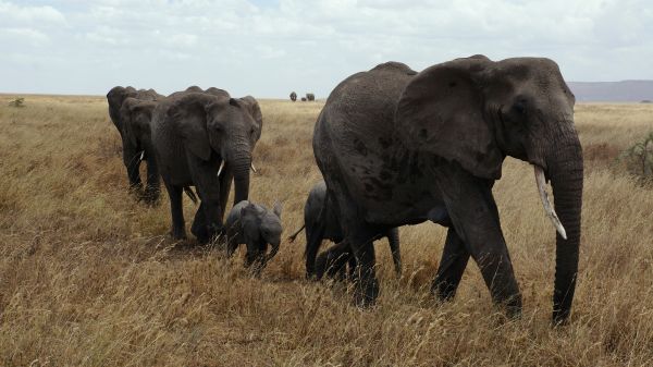 wildlife,prairie,adventure,flock,herd,pasture