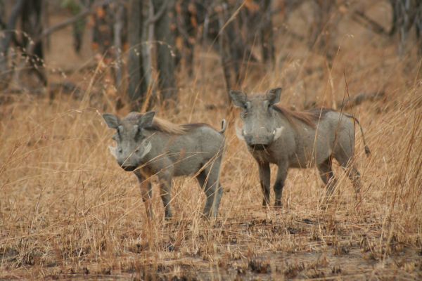 natureza,pradaria,animais selvagens,selvagem,rebanho,mamífero