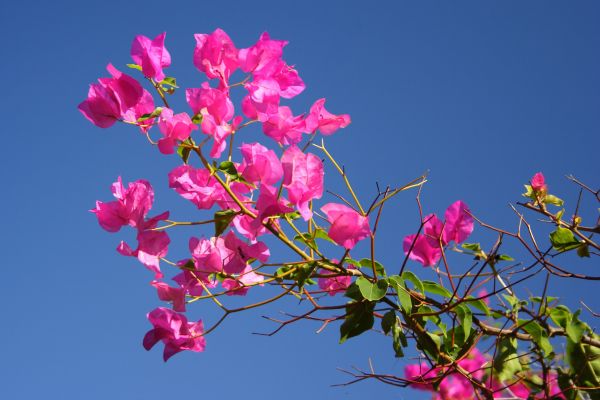 Ast,blühen,Pflanze,Blatt,Blume,Natur