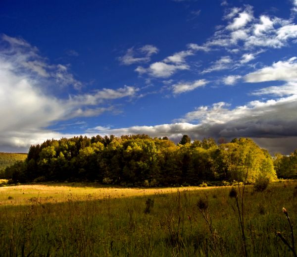 paysage, arbre, la nature, herbe, horizon, Montagne