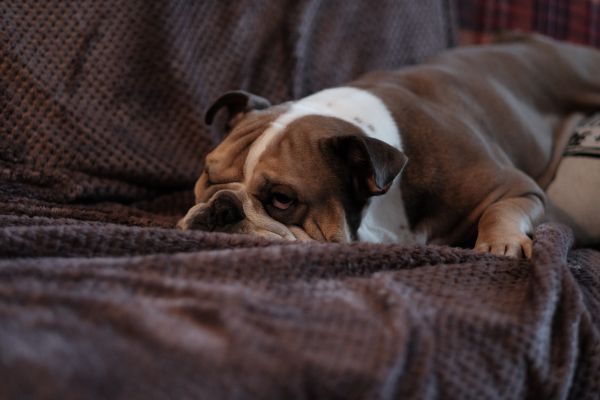 hund, pattedyr, hvirveldyr, hunderace, canidae, old english bulldog