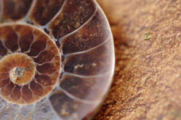 anlegg,fotografering,frukt,blad,spiral,blomst