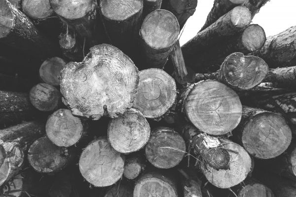 árbol,naturaleza,bosque,rama,planta,en blanco y negro