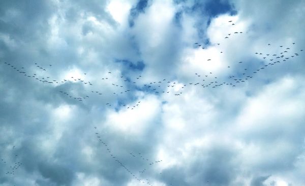 nature,branch,bird,cloud,sky,sunlight