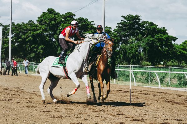 jockey, caballo, Deportes de animales, Equitación occidental, rienda, las carreras de caballos