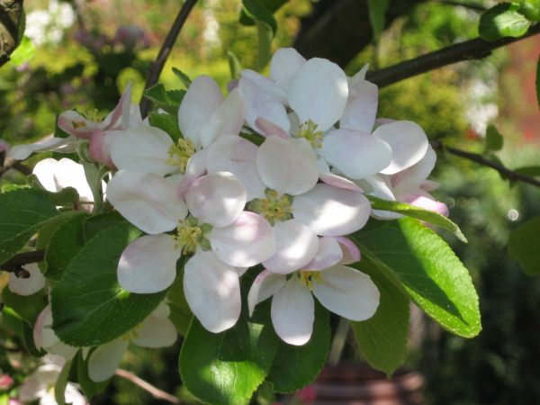 albero, ramo, fiorire, pianta, frutta, fiore