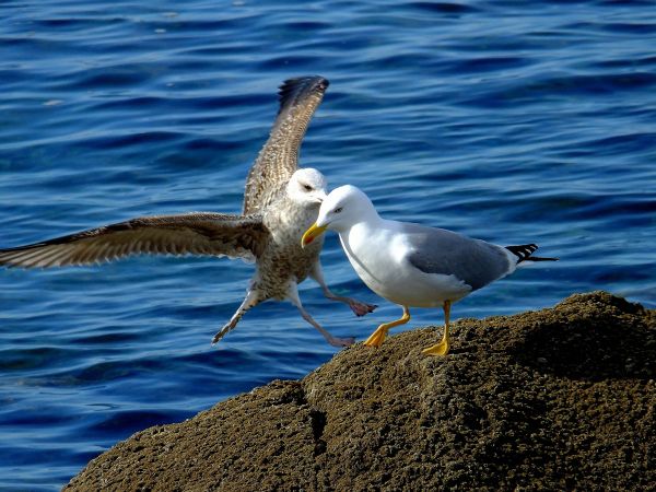 mare, uccello, uccello marino, natura, natura, gabbiano