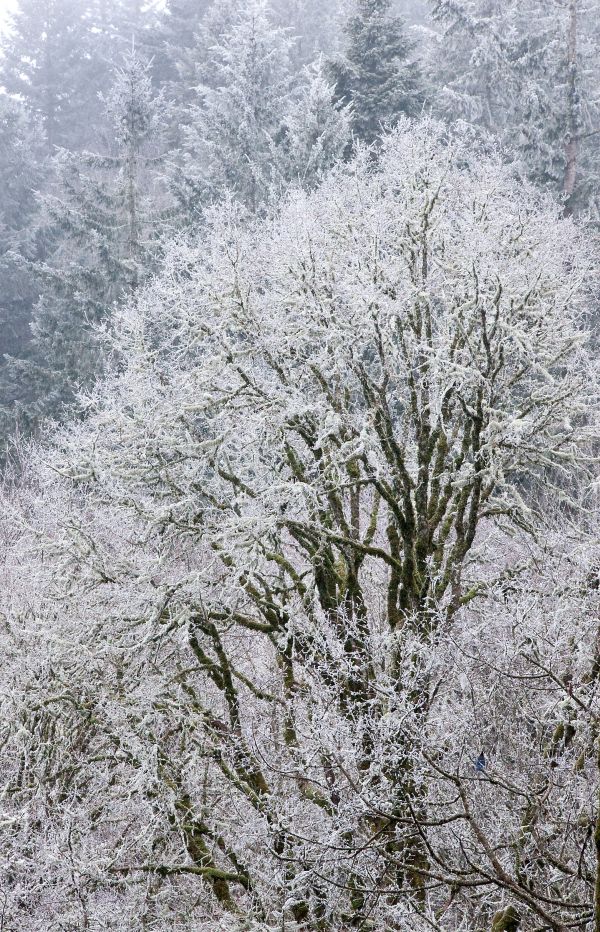 boom,Bos,tak,sneeuw,winter,fabriek