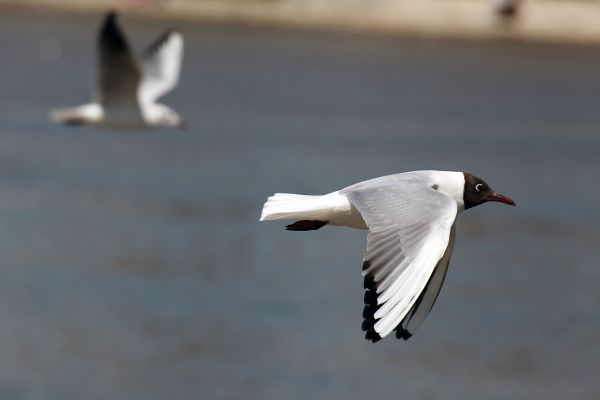 natuur,vogel,vleugel,dier,buitenshuis,wildernis