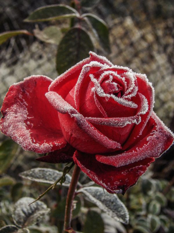 planta,flor,pétalo,escarcha,hielo,Rosa