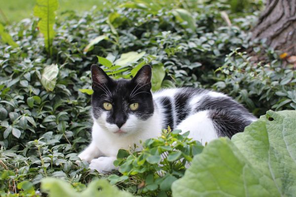 la nature,herbe,cheveux,blanc,fleur,animal