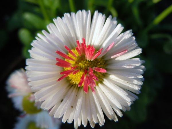 natur, blomst, plante, fotografering, blomst, kronblad