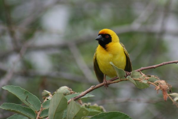 nature, branch, bird, flower, wildlife, summer