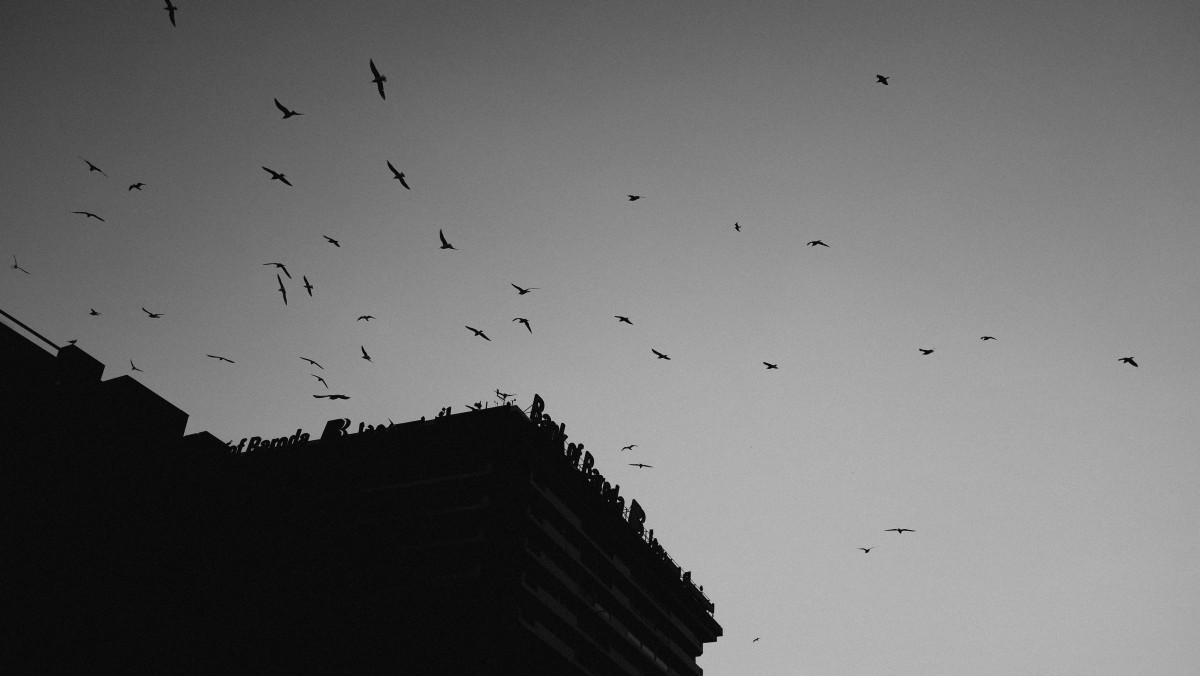 silhuett, fågel, vinge, svartvitt, himmel, flock, linje, flyg, mörker, svart, svartvit, måne, form, fågelflyttning, svartvit fotografering, atmosfär fenomen, jordens atmosfär, perching fågel, djur migration